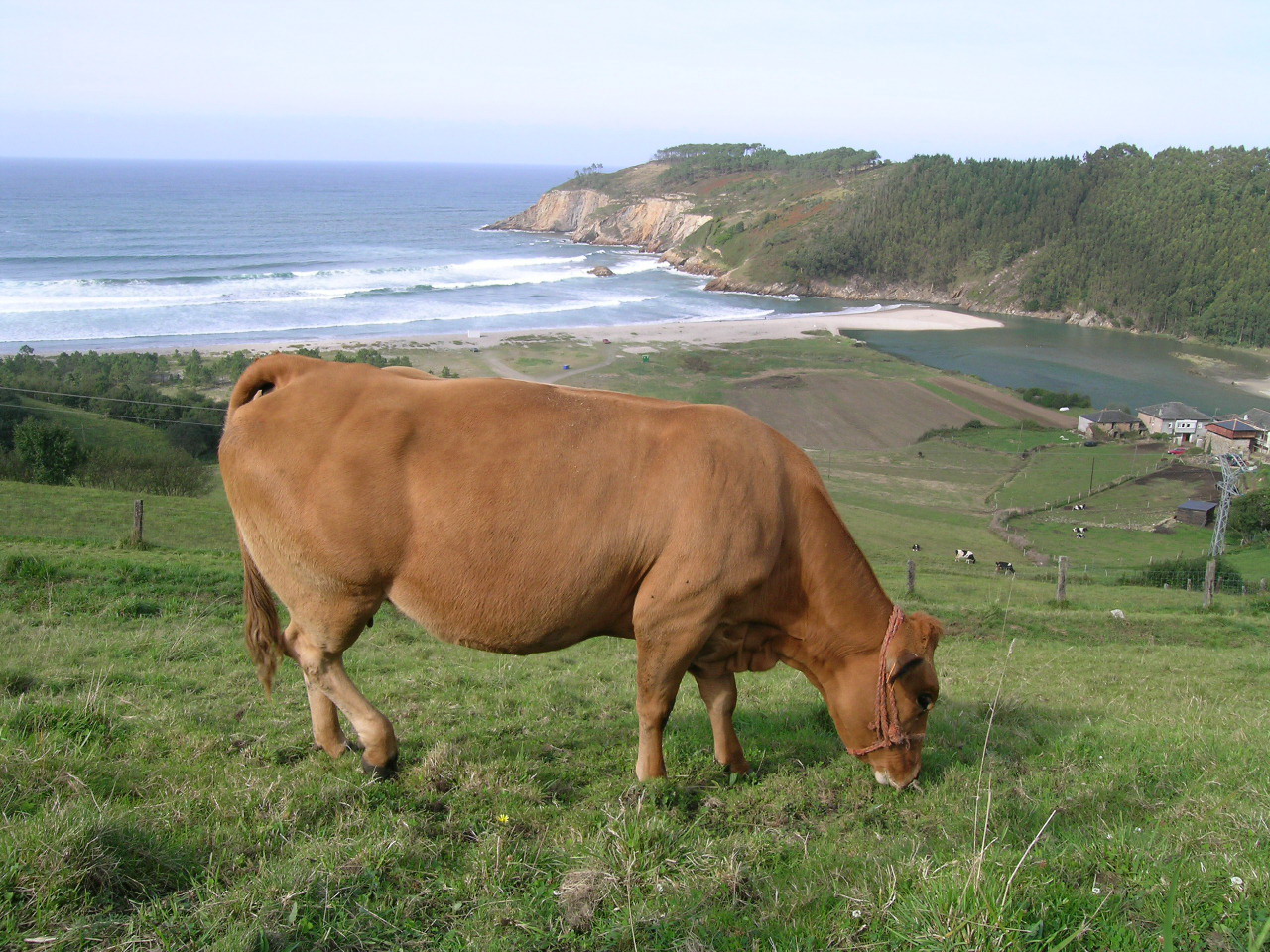 Vaca en Cueva de Valdés
