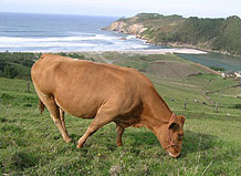 Foto de una vaca